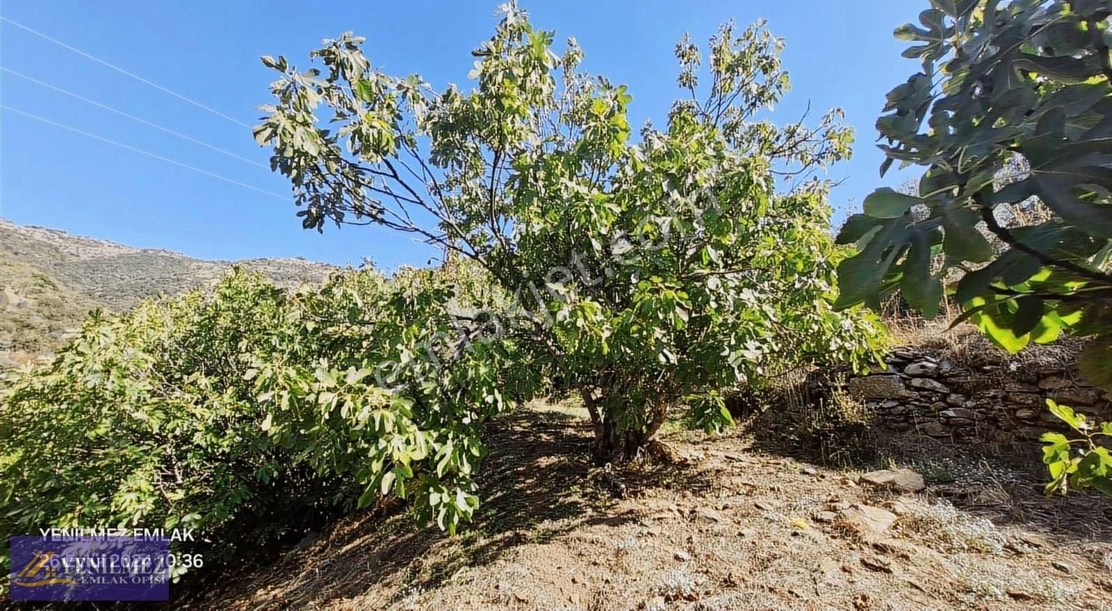 Tire Başköy Mahallesi Satılık İncir Ve Zeytin Bahçesi - Görsel 4