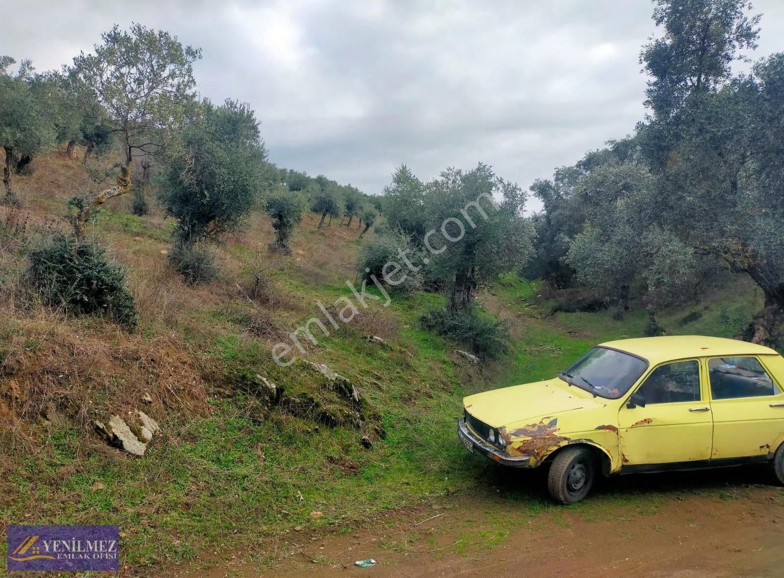 Fırsat Zeytinlik 8.300 M² - Görsel 9