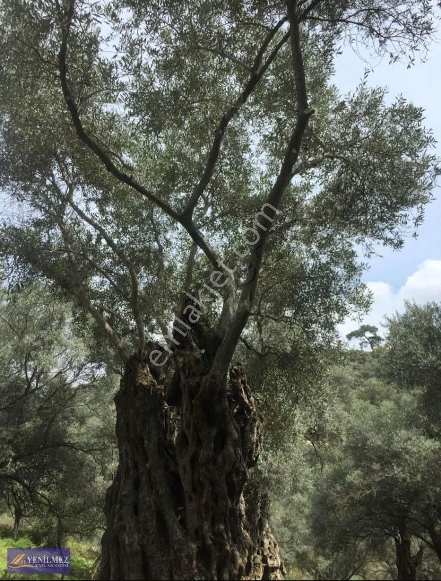 Satılık Zeytin Bahçesi