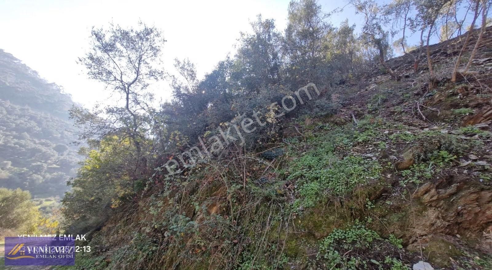 Yenilmez Emlaktan Resmi Yolu Olan Satılık Zeytin Bahçesi - Görsel 9