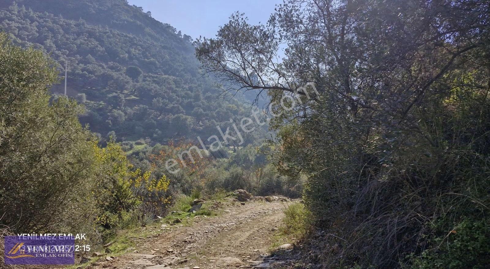 Yenilmez Emlaktan Resmi Yolu Olan Satılık Zeytin Bahçesi - Görsel 7