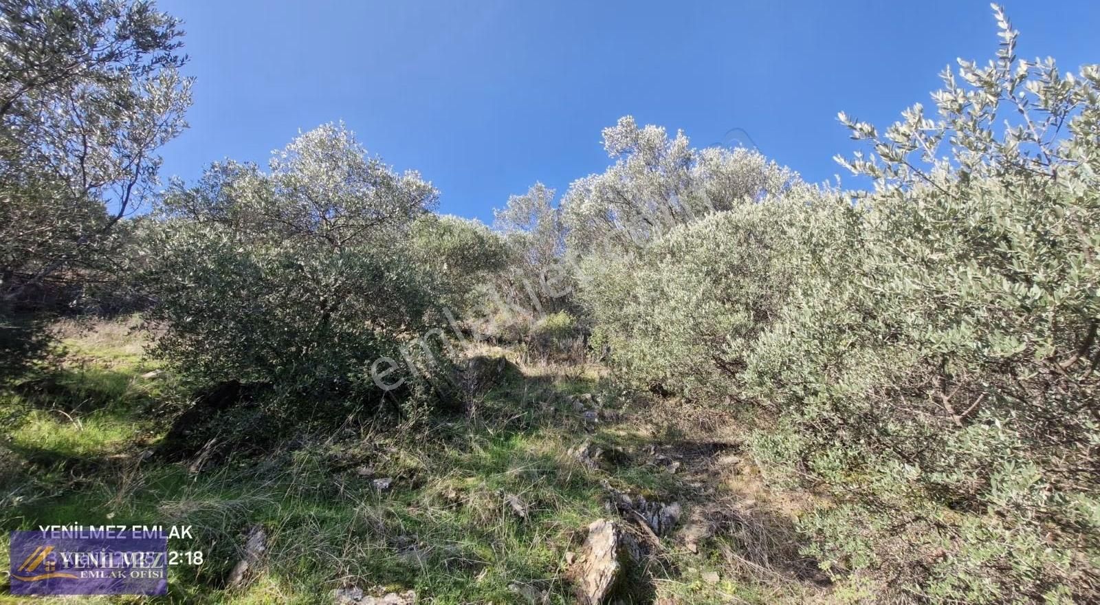 Yenilmez Emlaktan Resmi Yolu Olan Satılık Zeytin Bahçesi - Görsel 5