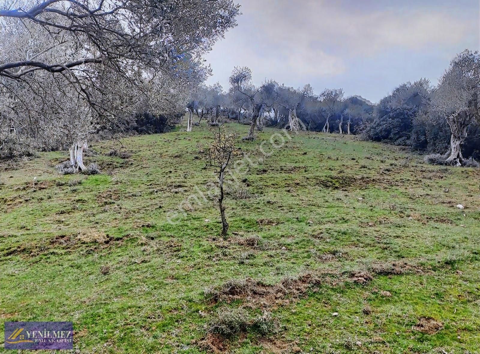 Çenikler 1400 M² Zeytinlik - Görsel 6