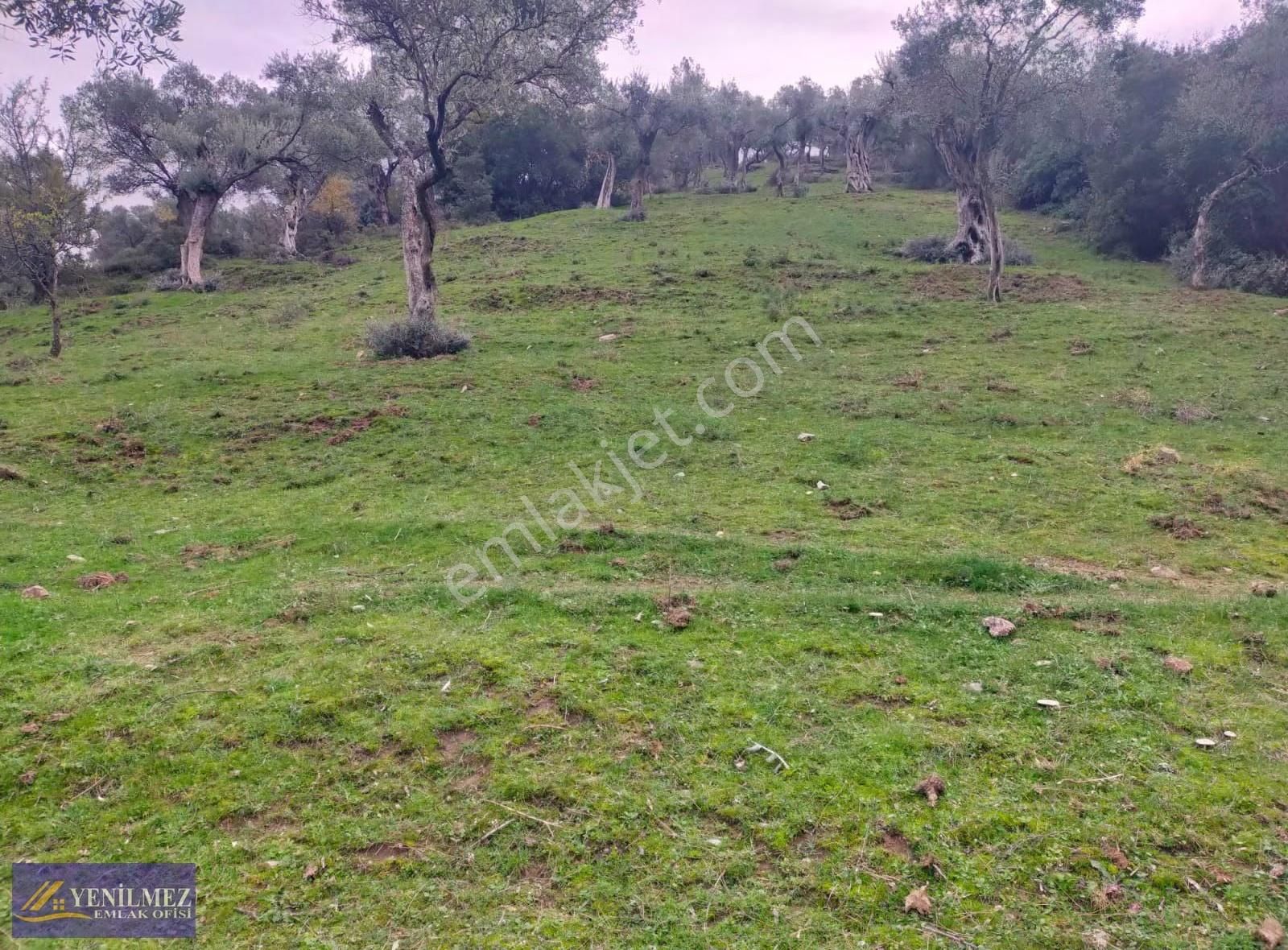 Çenikler 1400 M² Zeytinlik - Görsel 3