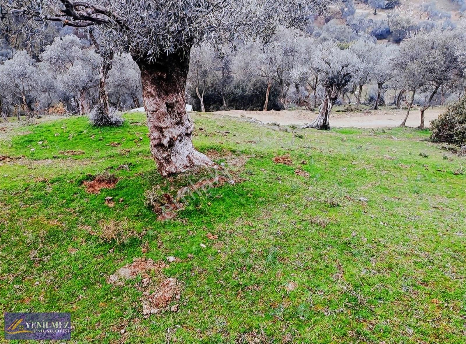 Çenikler 1400 M² Zeytinlik - Görsel 8