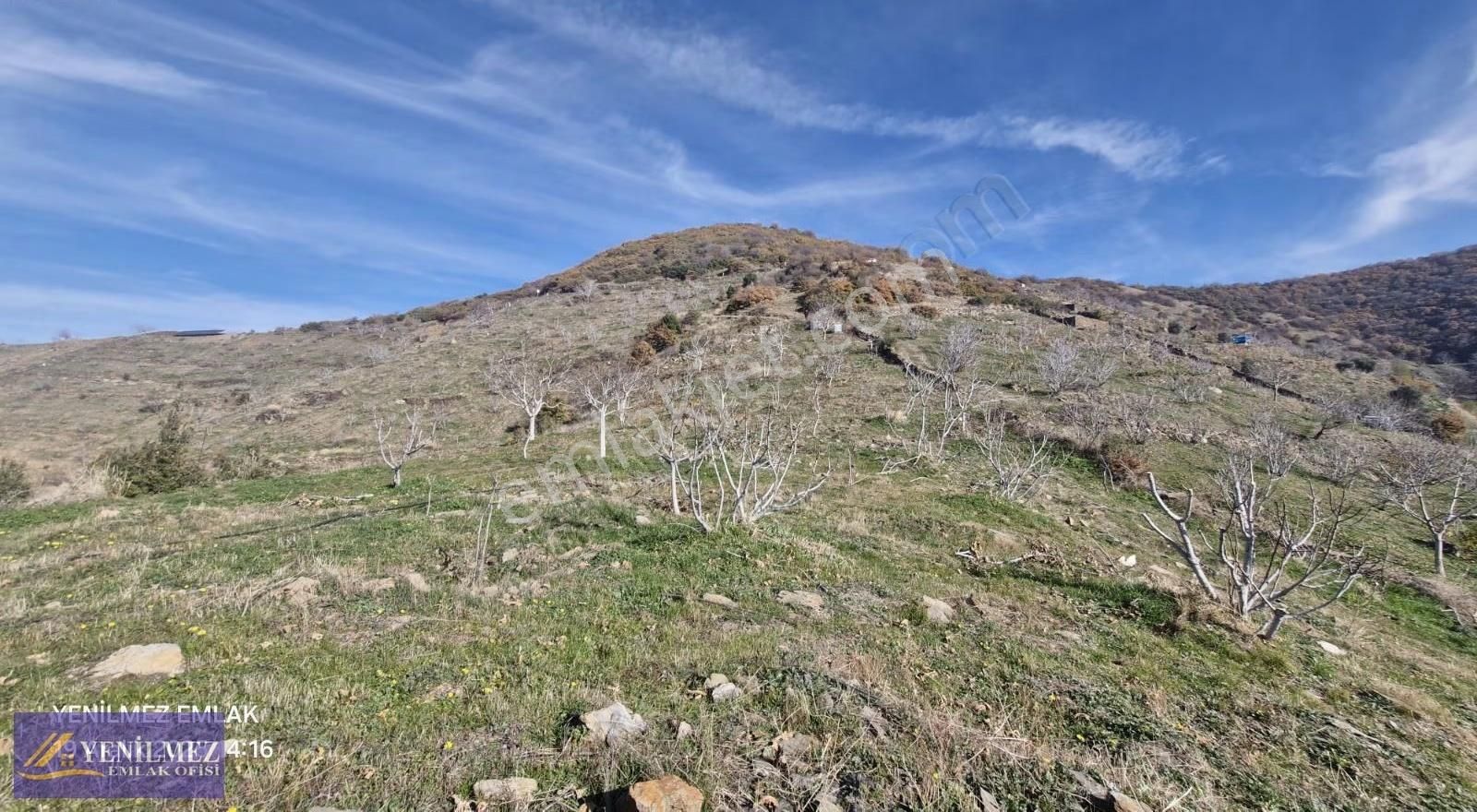 Yenilmez Emlaktan Satılık İncir Ve Ceviz Bahçesi - Görsel 8