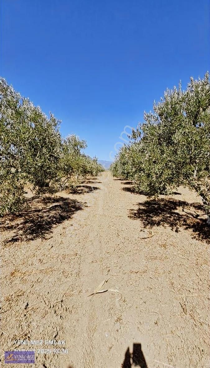 Yenilmez Emlaktan Satılık Zeytin Bahçesi - Görsel 3