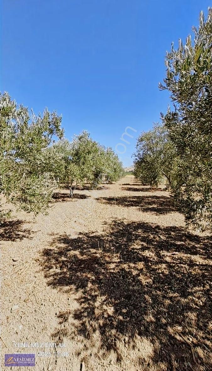 Yenilmez Emlaktan Satılık Zeytin Bahçesi - Görsel 12