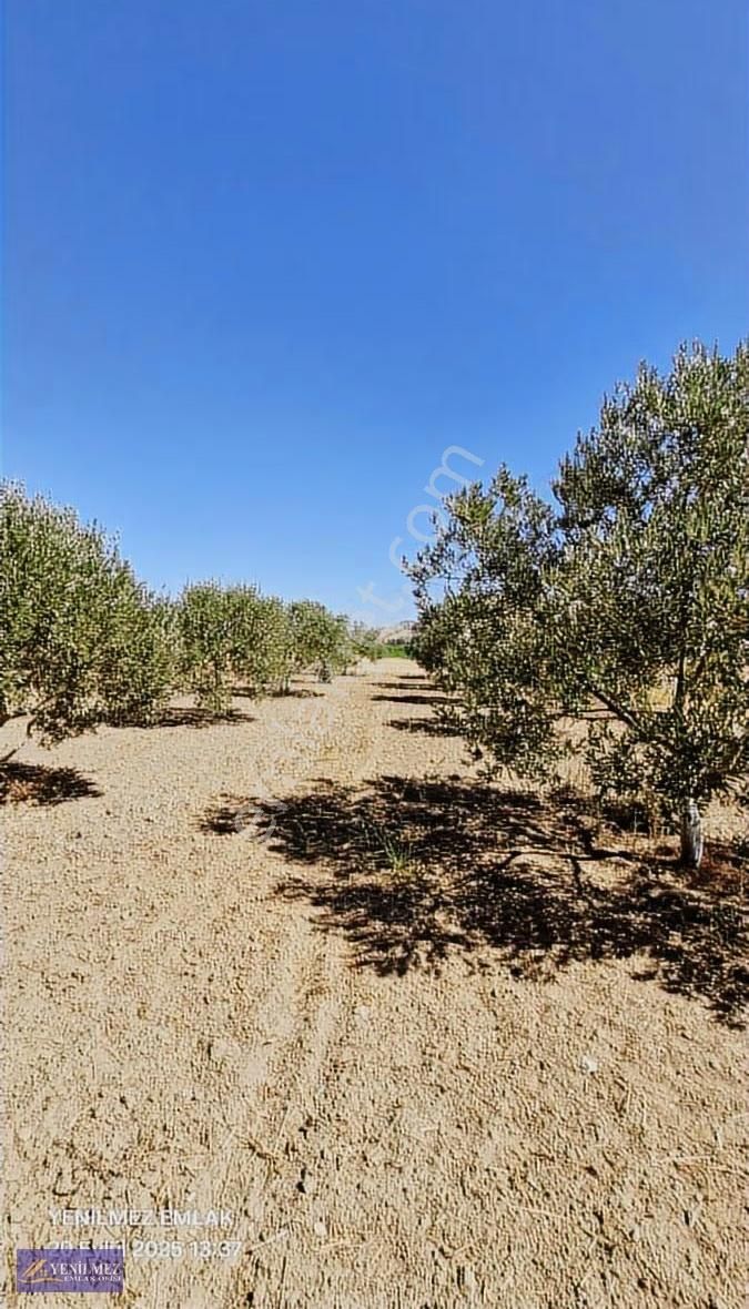 Yenilmez Emlaktan Satılık Zeytin Bahçesi - Görsel 14