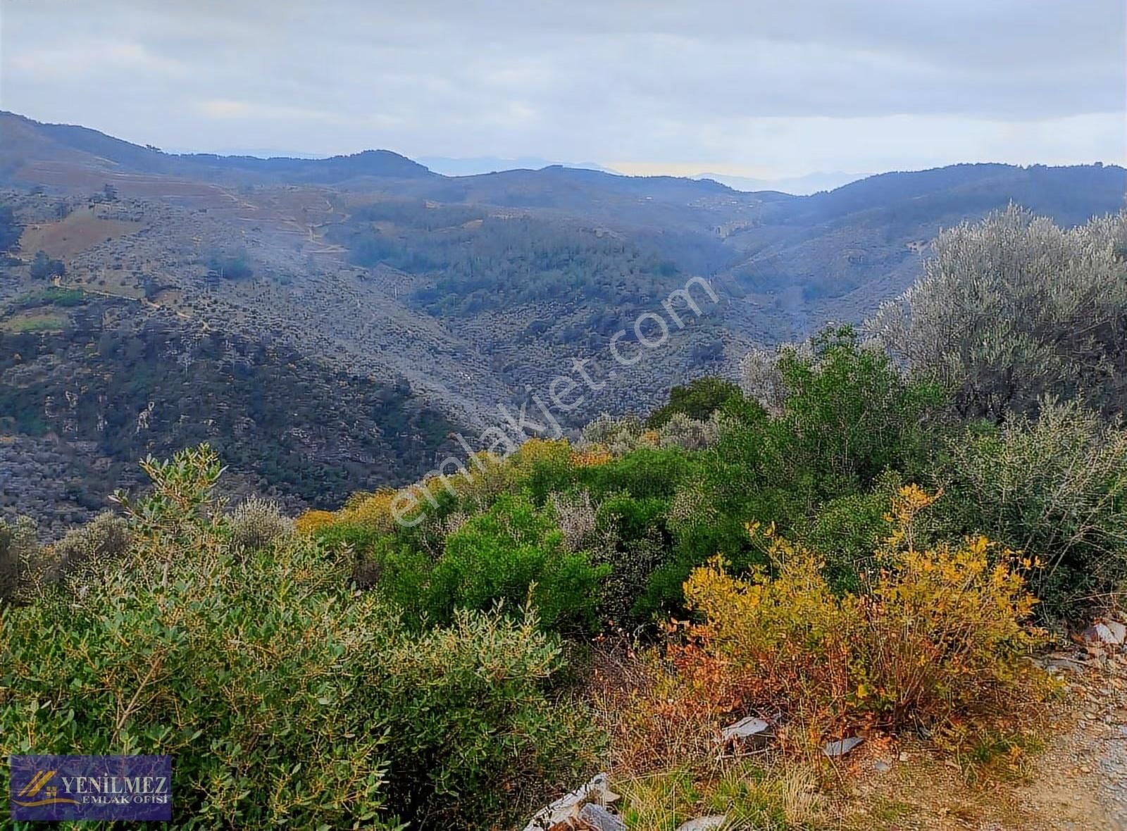 Camlıbel 13.001 M² Zeytinlik - Görsel 8