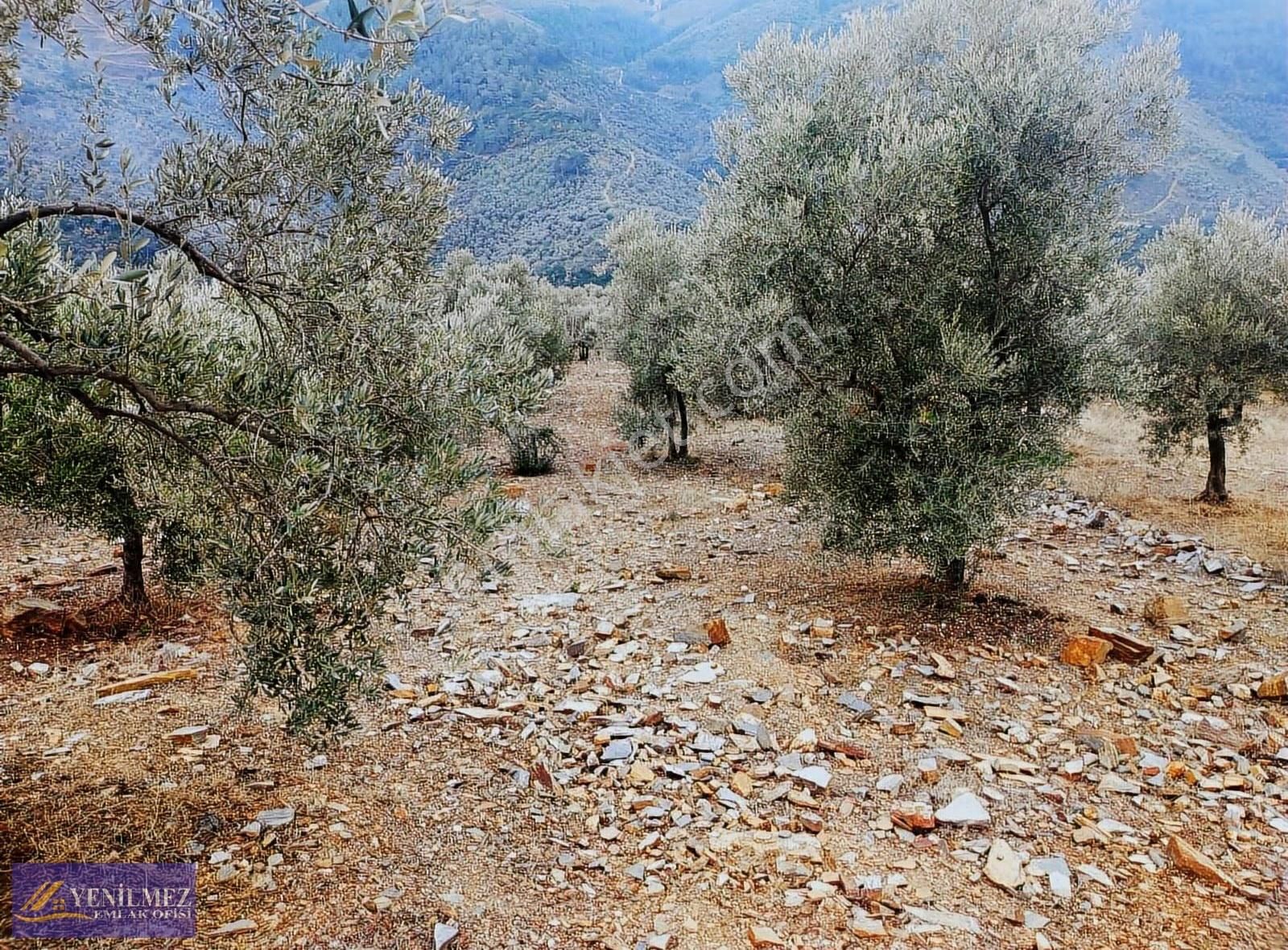 Camlıbel 13.001 M² Zeytinlik - Görsel 4