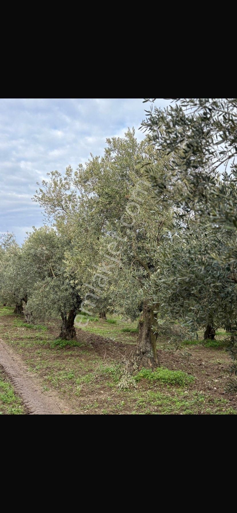 Sahibinden Fırsat Arazi - Görsel 12