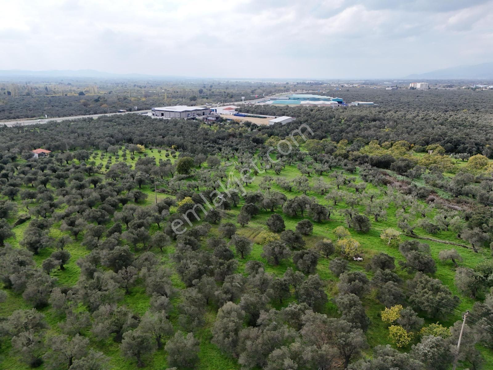 Kostak Gayrimenkulden Cem Zeytincilik Arkası 5 Dönüm Zeytinlik