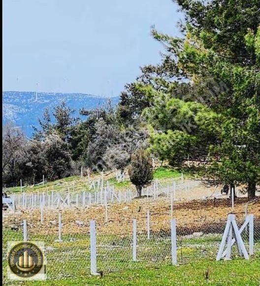 Muğla Menteşe Ortaköyde Rızai Taksimi Yapılmış1040 M² Yatırımlık - Görsel 9