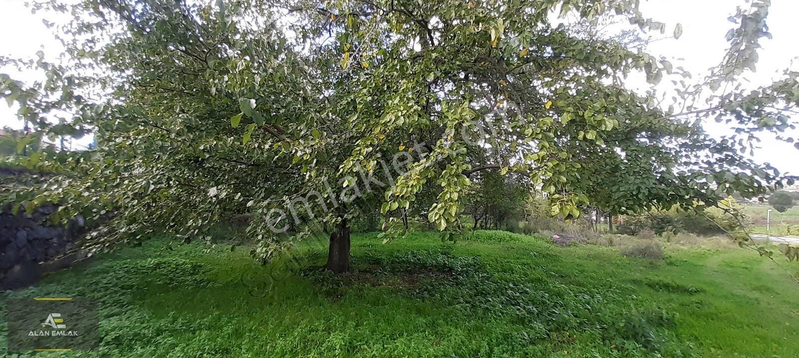 Alan Emlak;19 Mayıs Samsun-sinop Yol.45 Metre Cephe Satılık Arsa - Görsel 9