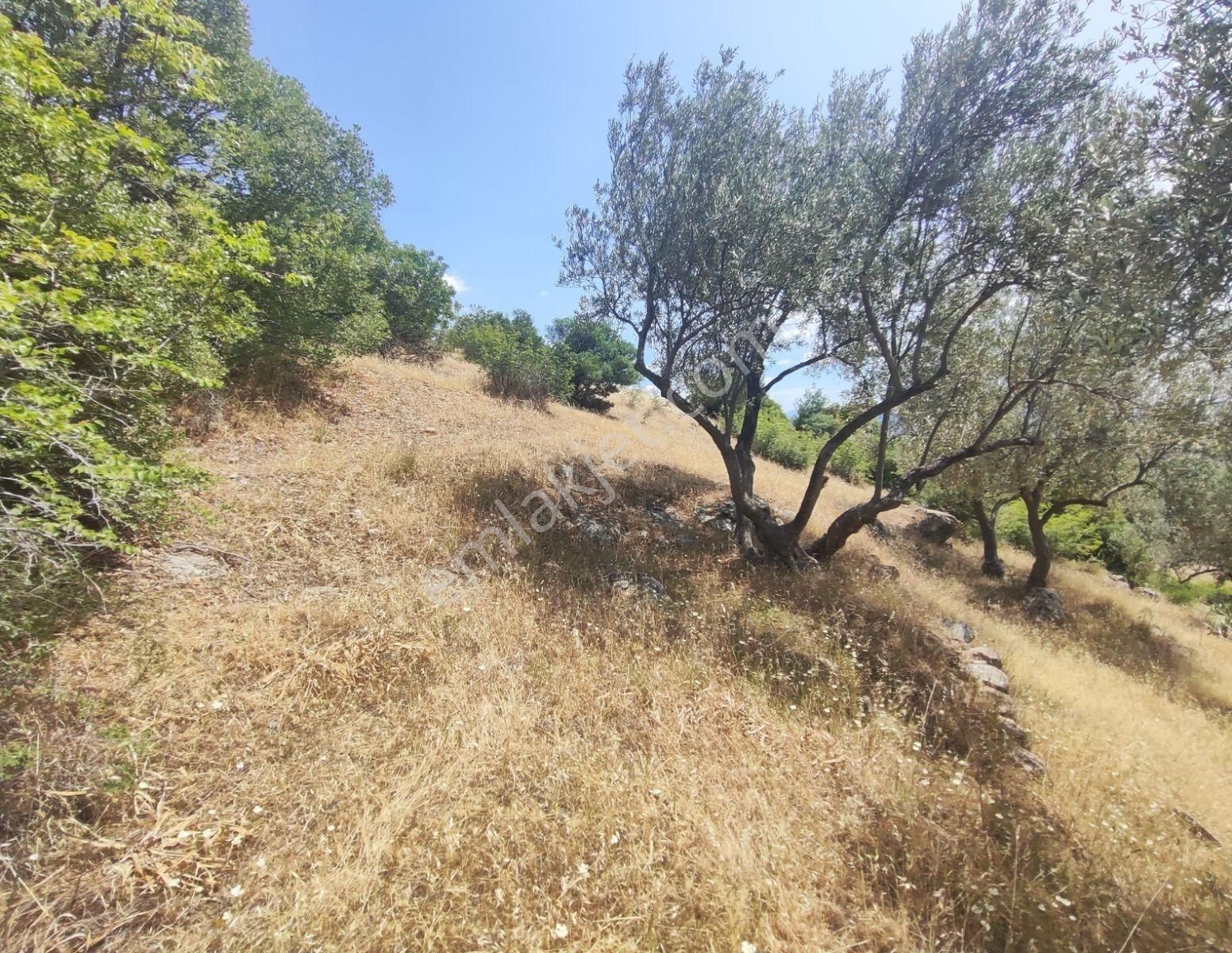 İzmir Bergama'da 18.165 M2 Tek Tapulu Arazi - Görsel 7