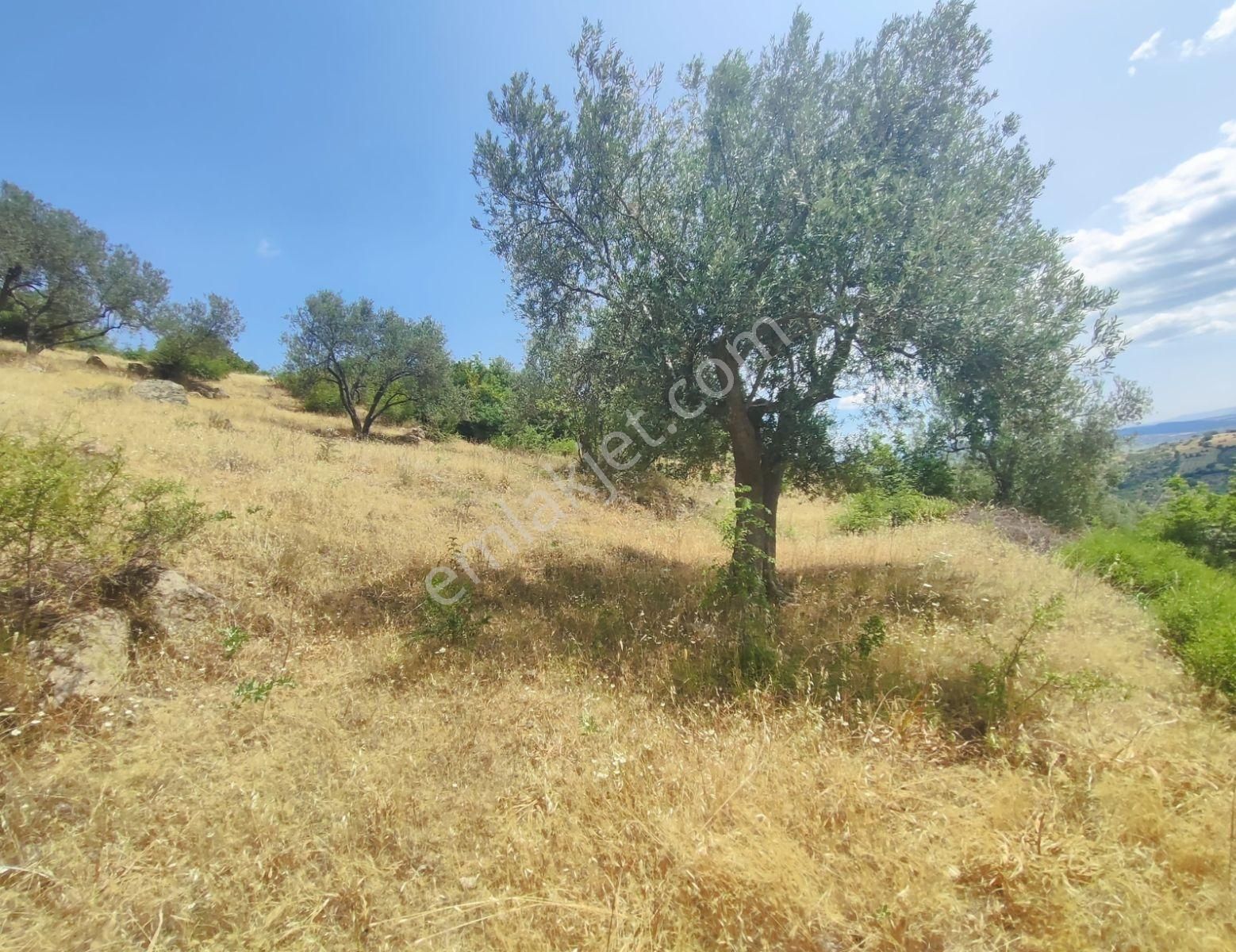 İzmir Bergama'da 18.165 M2 Tek Tapulu Arazi - Görsel 6
