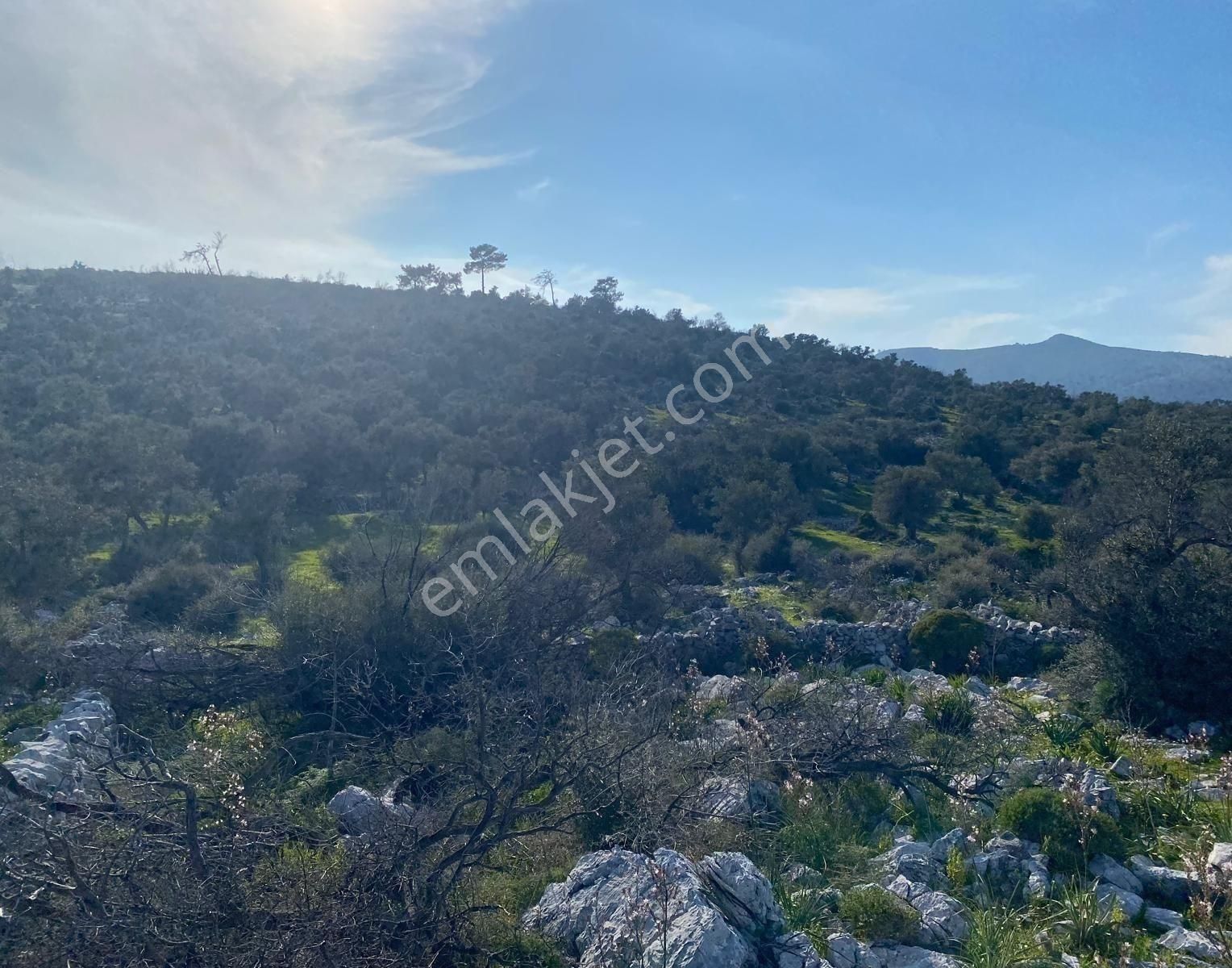 Acil! Milas Çökertme'de Deniz Manzaralı 9000 M2 Arazi - Görsel 11