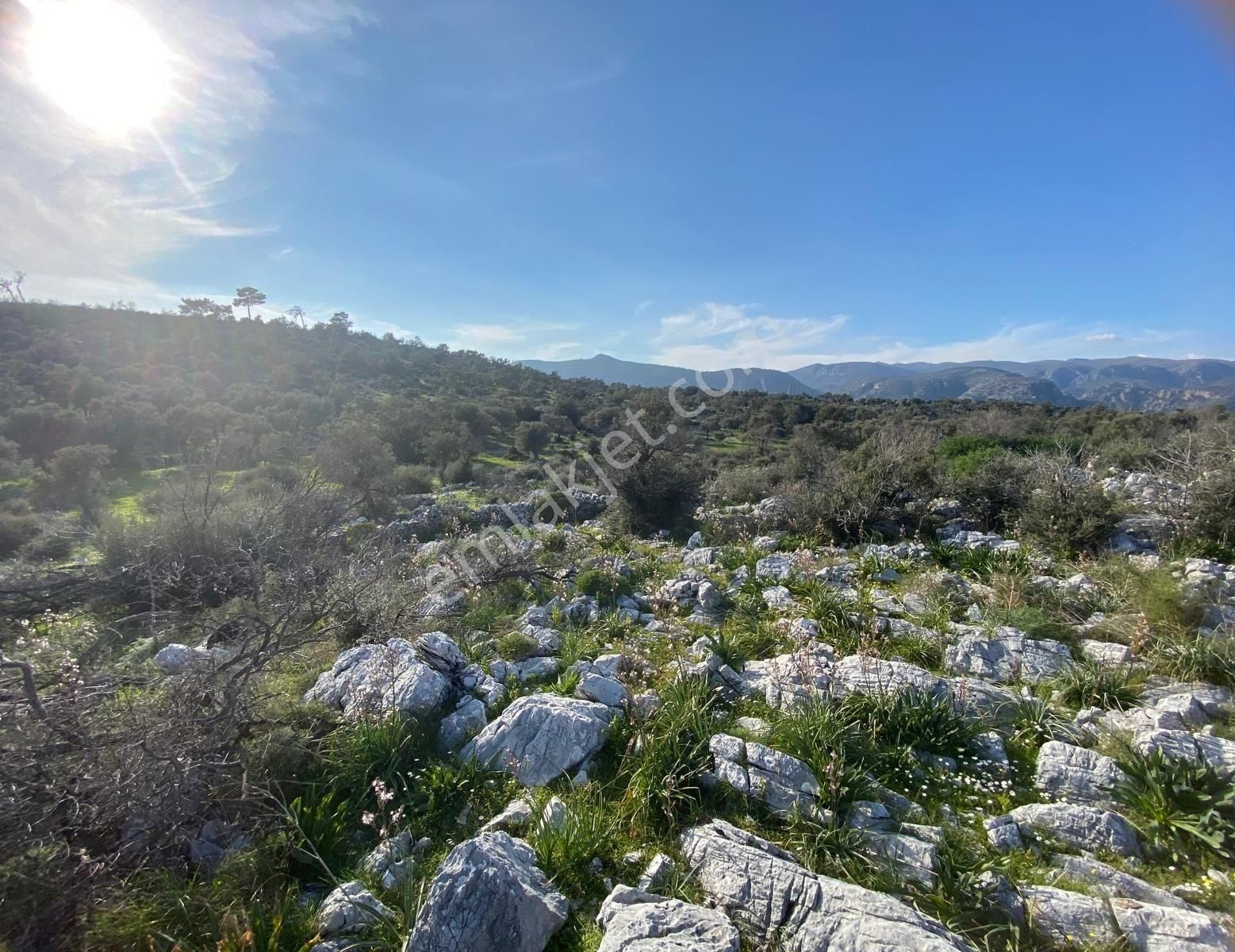 Acil! Milas Çökertme'de Deniz Manzaralı 9000 M2 Arazi - Görsel 8