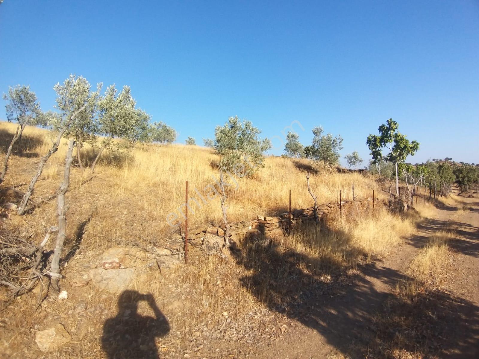 Manisa,demirci Ahmetler Köyünde//köye3km(10dk)yola Cepheli 6dönüm Zeytinlik Satılık - Görsel 12