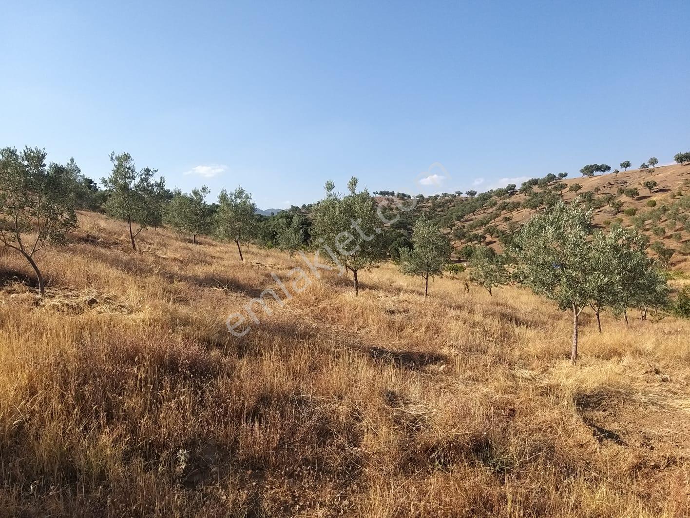 Manisa,demirci Ahmetler Köyünde//köye3km(10dk)yola Cepheli 6dönüm Zeytinlik Satılık