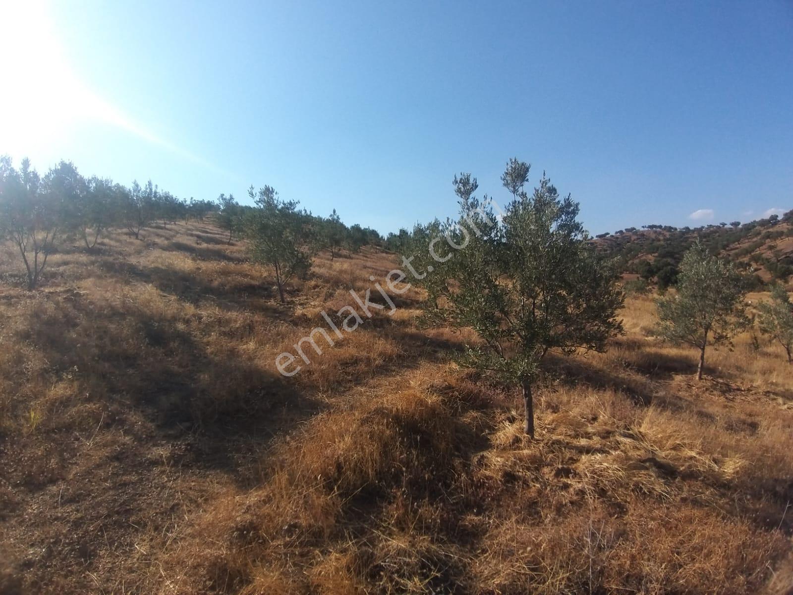 Manisa,demirci Ahmetler Köyünde//köye3km(10dk)yola Cepheli 6dönüm Zeytinlik Satılık - Görsel 4