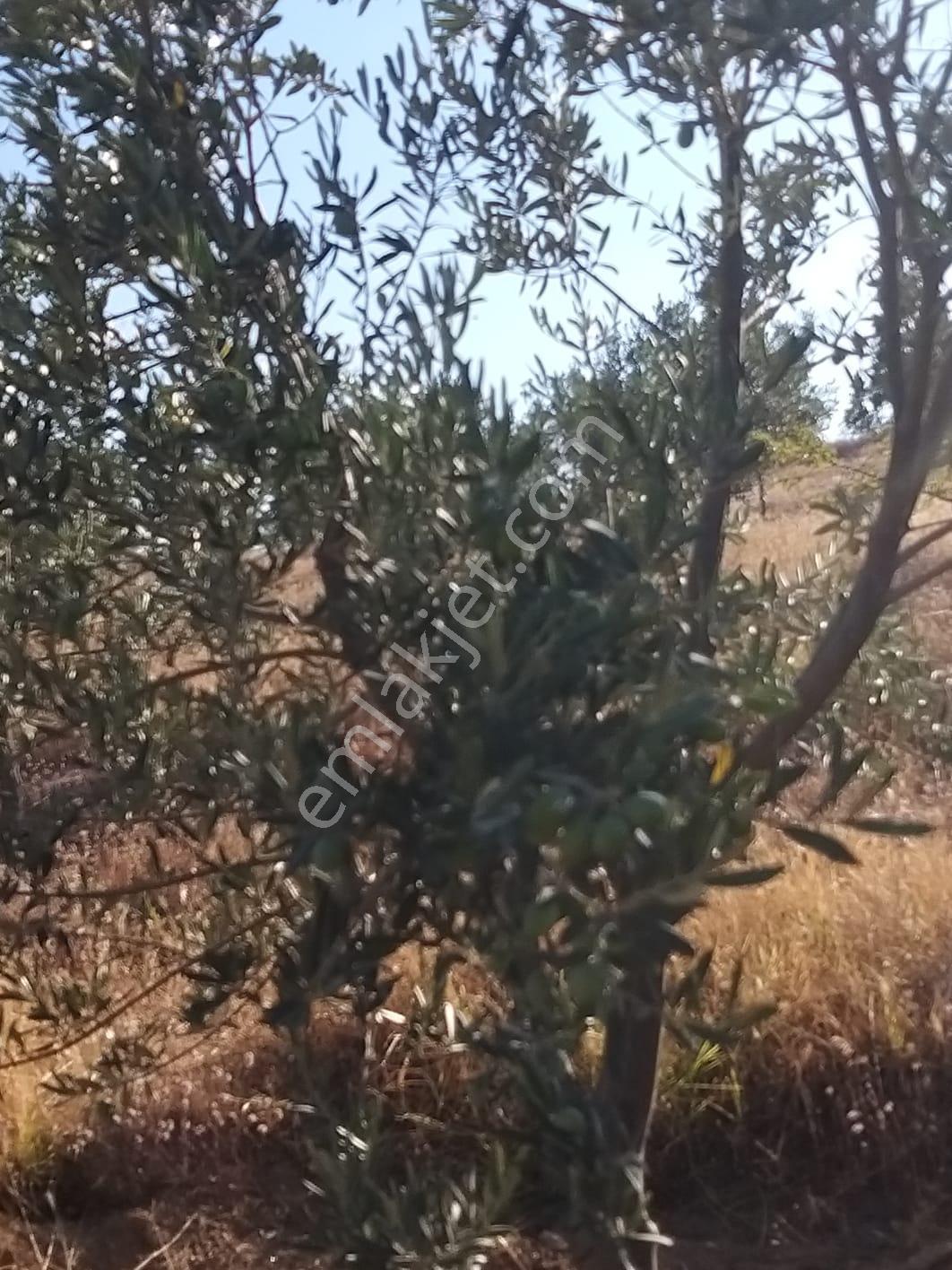 Manisa,demirci Ahmetler Köyünde//köye3km(10dk)yola Cepheli 6dönüm Zeytinlik Satılık - Görsel 7
