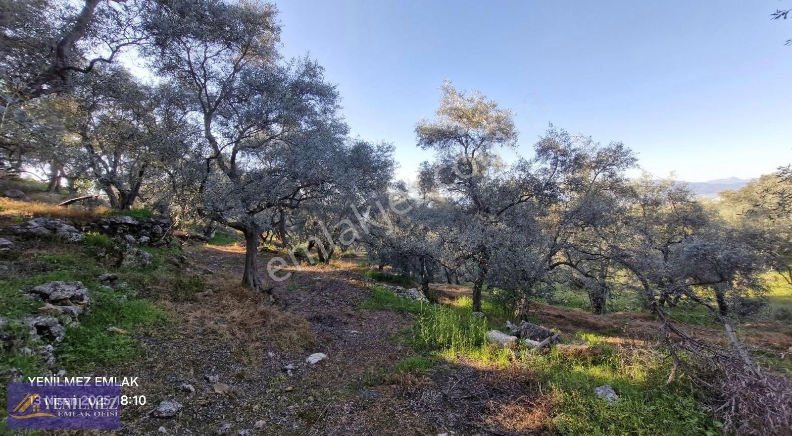 Tire Yuvalı Mevkii Satılık Zeytin Bahçesi - Görsel 14