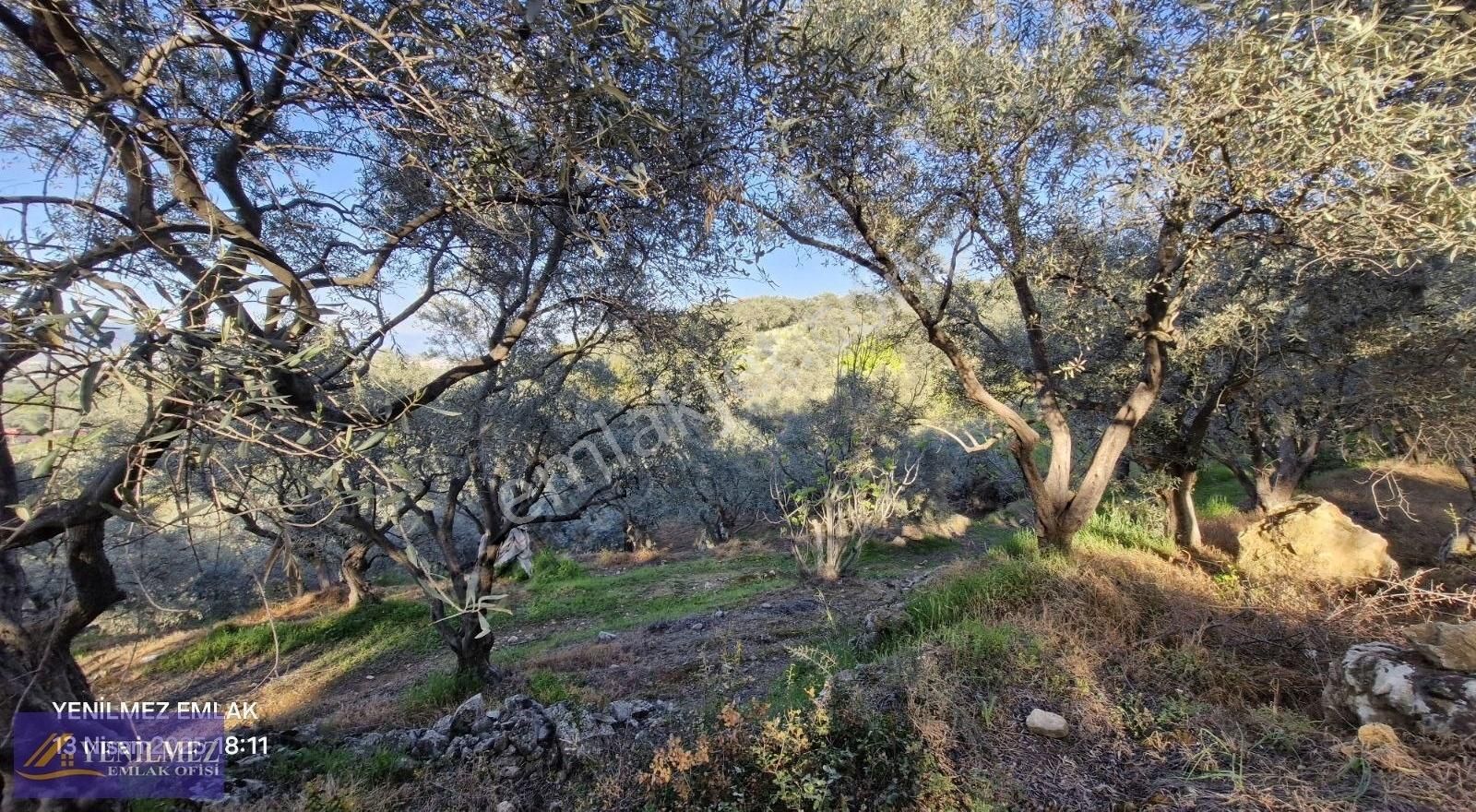 Tire Yuvalı Mevkii Satılık Zeytin Bahçesi - Görsel 10