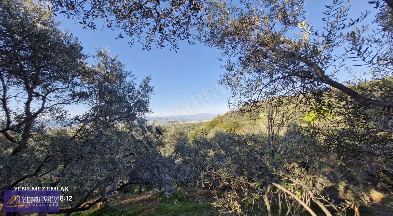 Tire Yuvalı Mevkii Satılık Zeytin Bahçesi