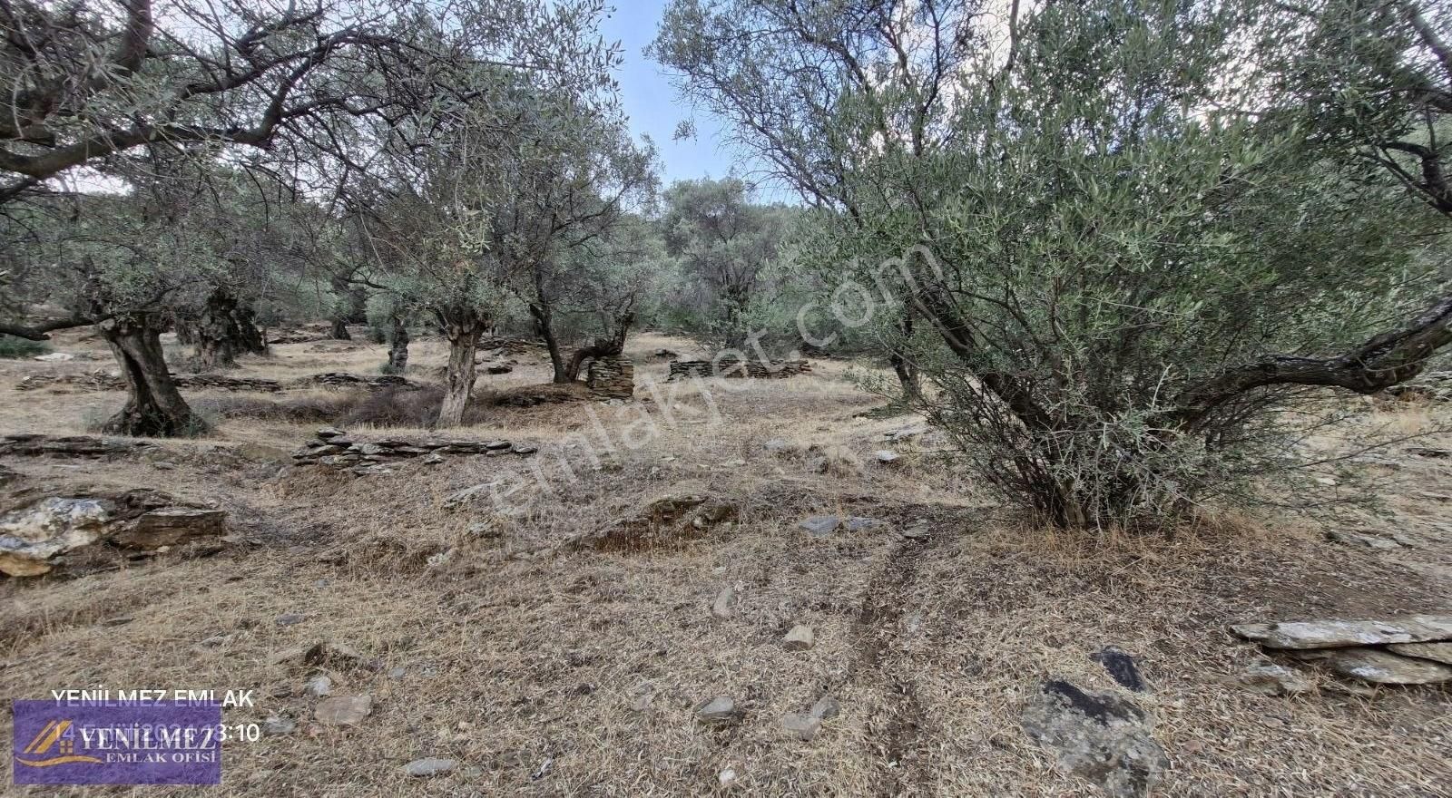 Baraj Manzaralı Satılık Zeytin Bahçesi - Görsel 2