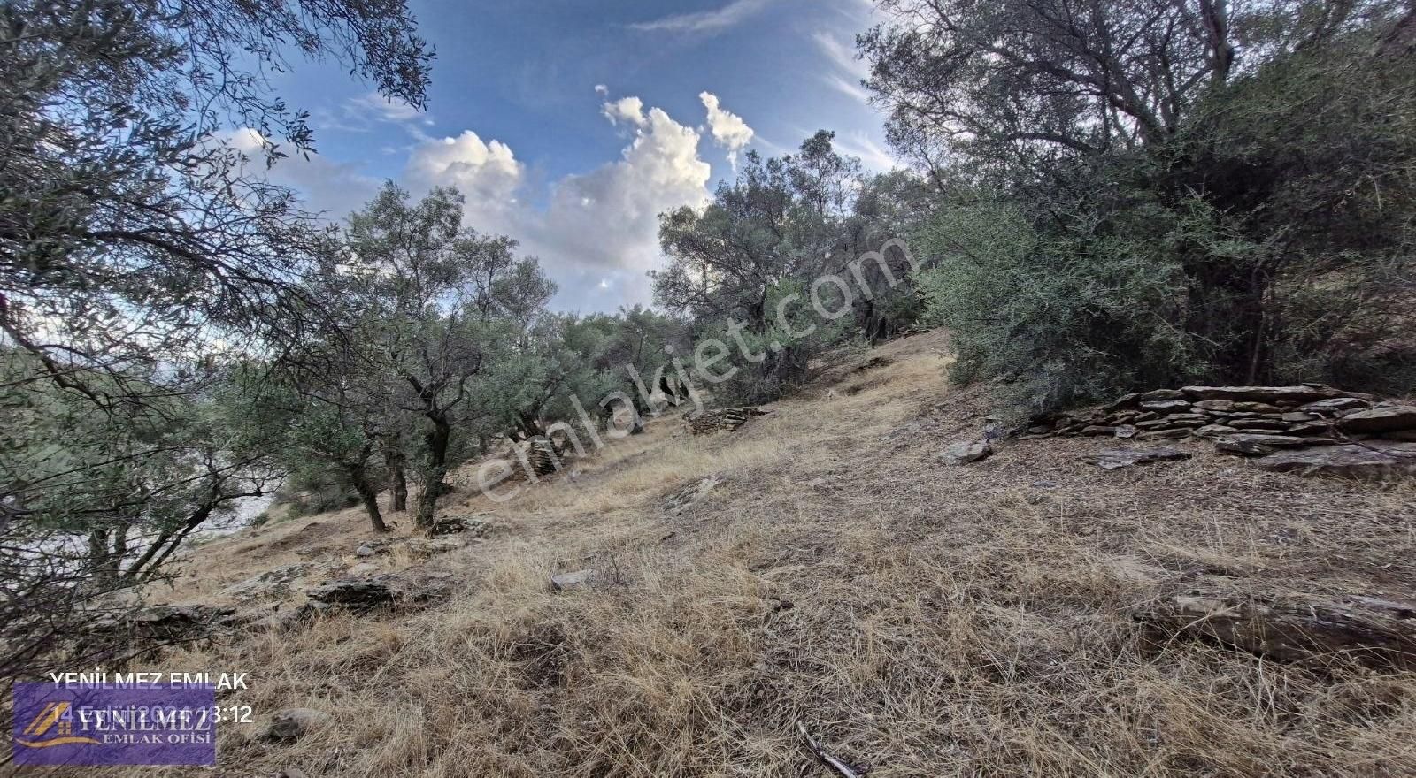 Baraj Manzaralı Satılık Zeytin Bahçesi - Görsel 17