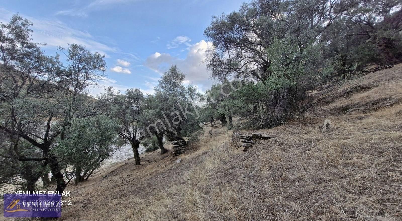 Baraj Manzaralı Satılık Zeytin Bahçesi - Görsel 3