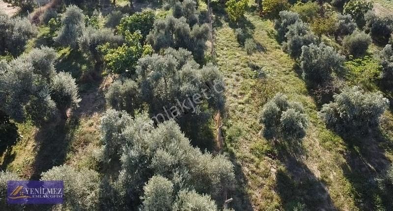 Yenilmez Emlak Ofisinden Tire Yakını Satılık Bahçe - Görsel 15