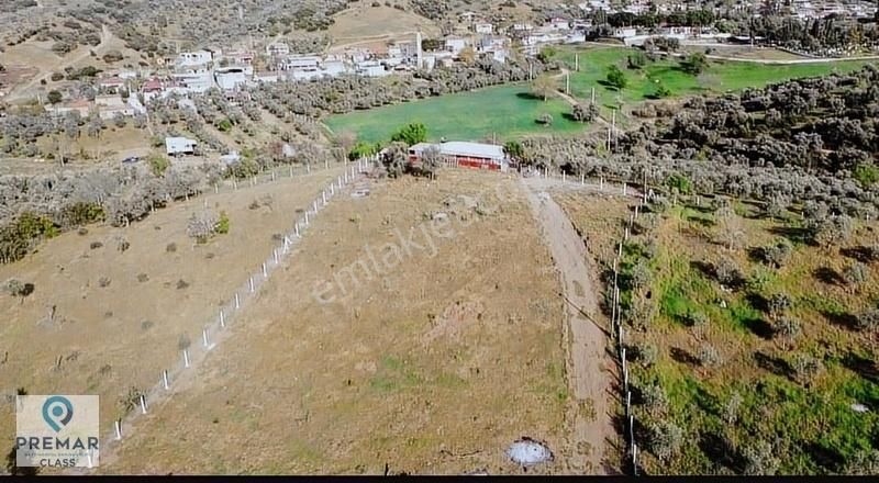 Şahnalı Köyünde Satılık Zeytinlik