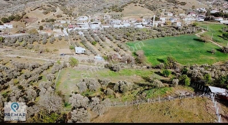 Şahnalı Köyünde Satılık Zeytinlik - Görsel 2