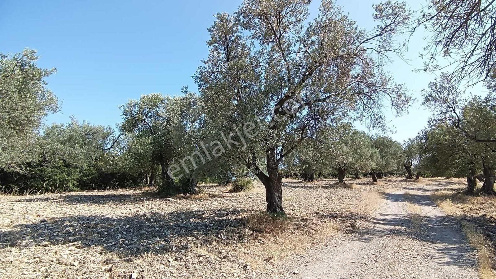 Ayvalık Mutluköyde Yol Cepheli Manzaralı Takasa Uygun Zeytinlik - Görsel 12