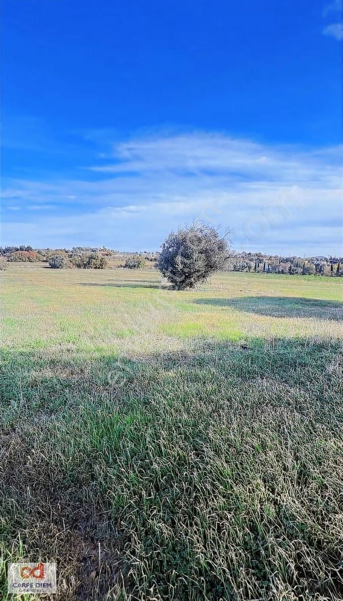 Çeşme Musallada 7500 M2 Deniz Manzaralı Tarla - Görsel 3