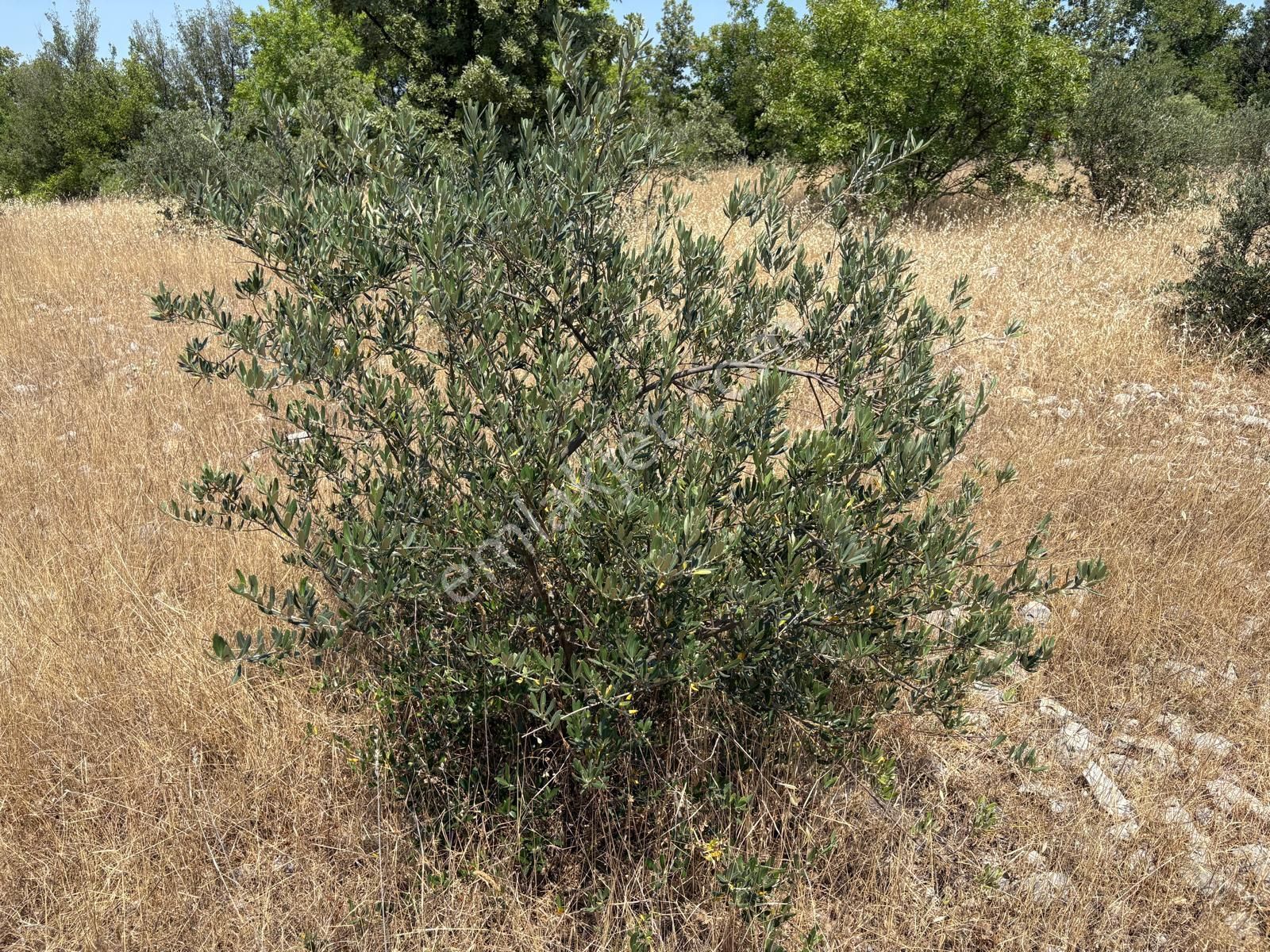 Hayal Gayrimenkulden Menteşe Denizova'da Yatırımlık 4707 M2 Tarla - Görsel 2