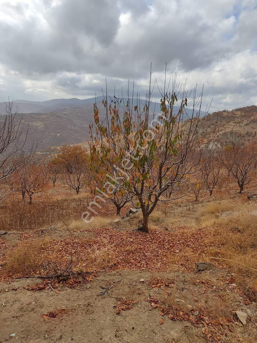 Buharkent Ericek Mah.12.500 M2 Asfalta Sıfır Süper Kiraz Bahçesi - Görsel 9