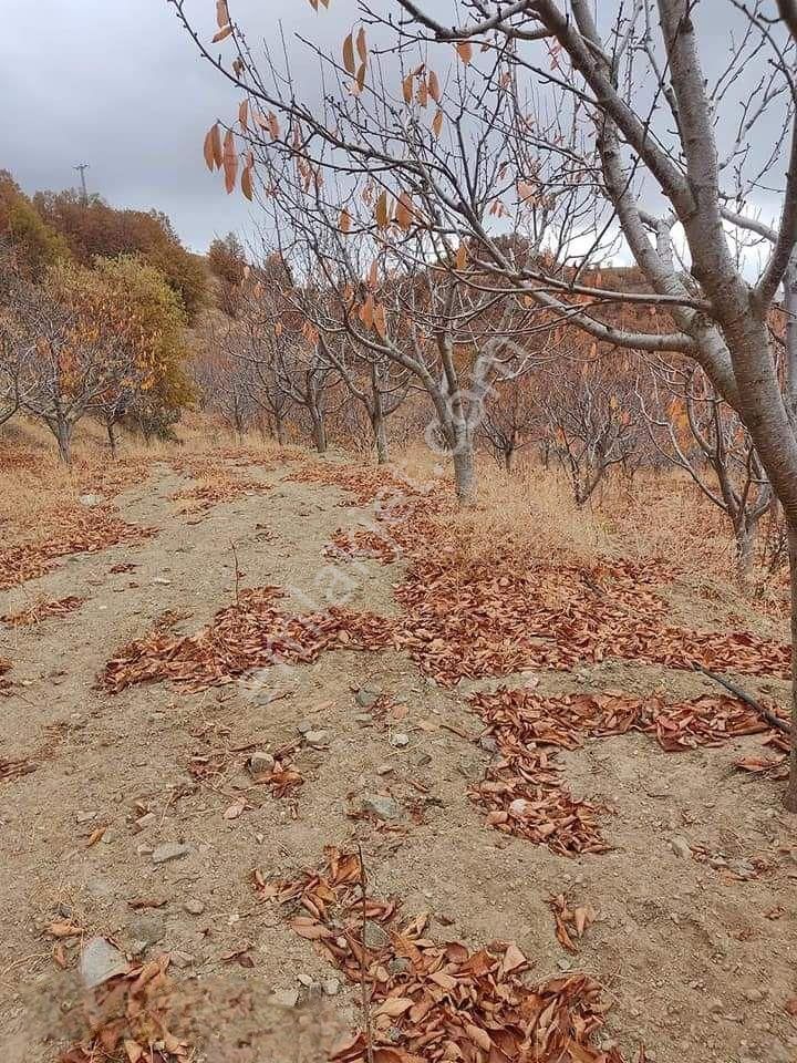Buharkent Ericek Mah.12.500 M2 Asfalta Sıfır Süper Kiraz Bahçesi - Görsel 7