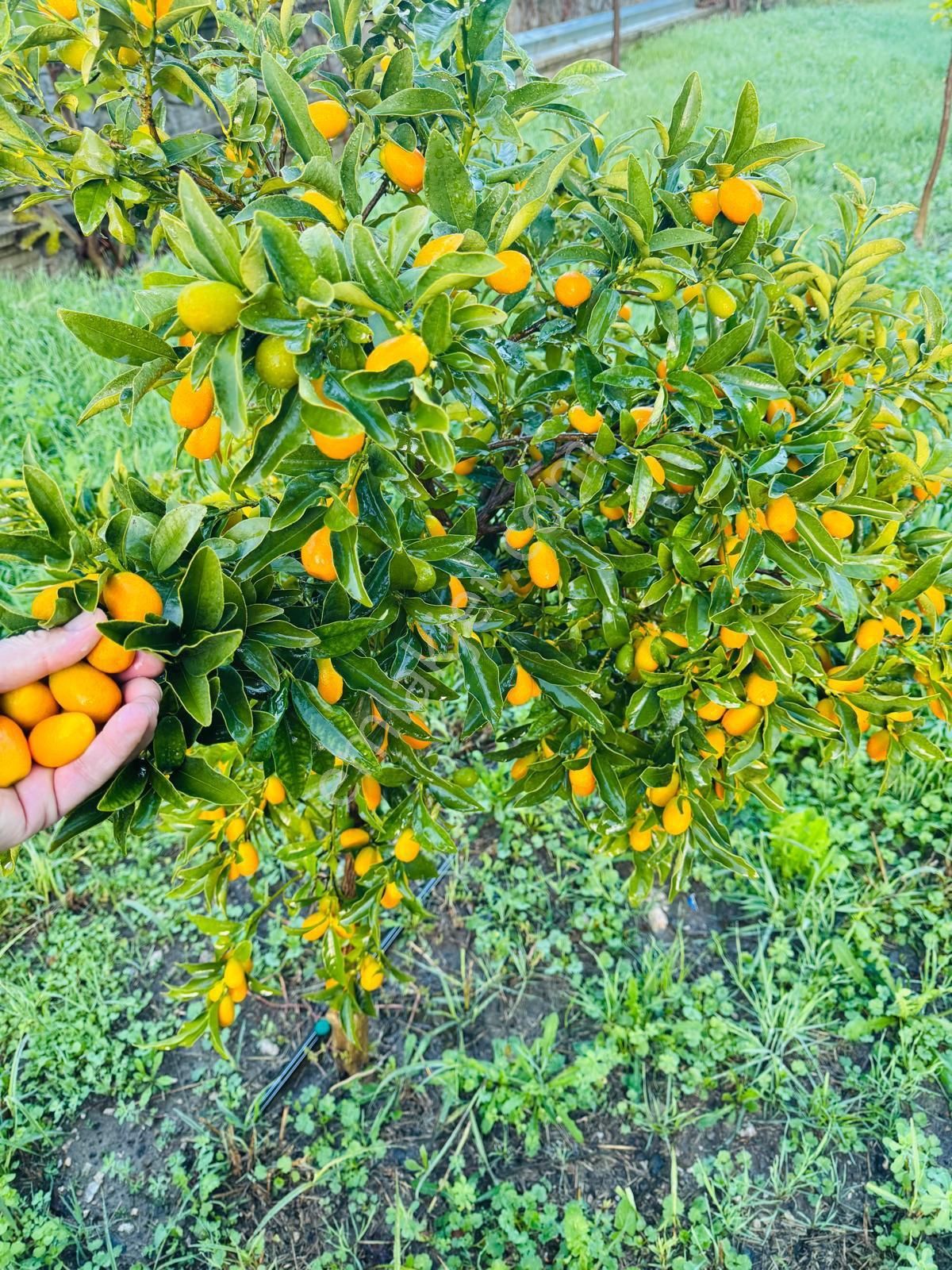 Ana Yolda Prestij: 7.500 M² Bahçeli Lüks Malikane - Görsel 6