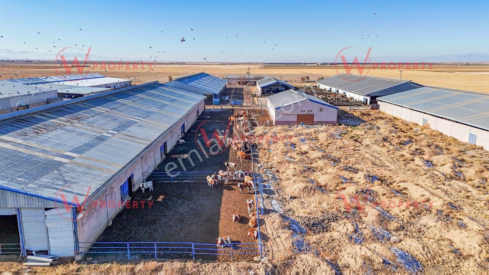 W Property Konya'da 935 Dönüm Arazi 21 Dönüm Besi Süt Çiftliği - Görsel 6