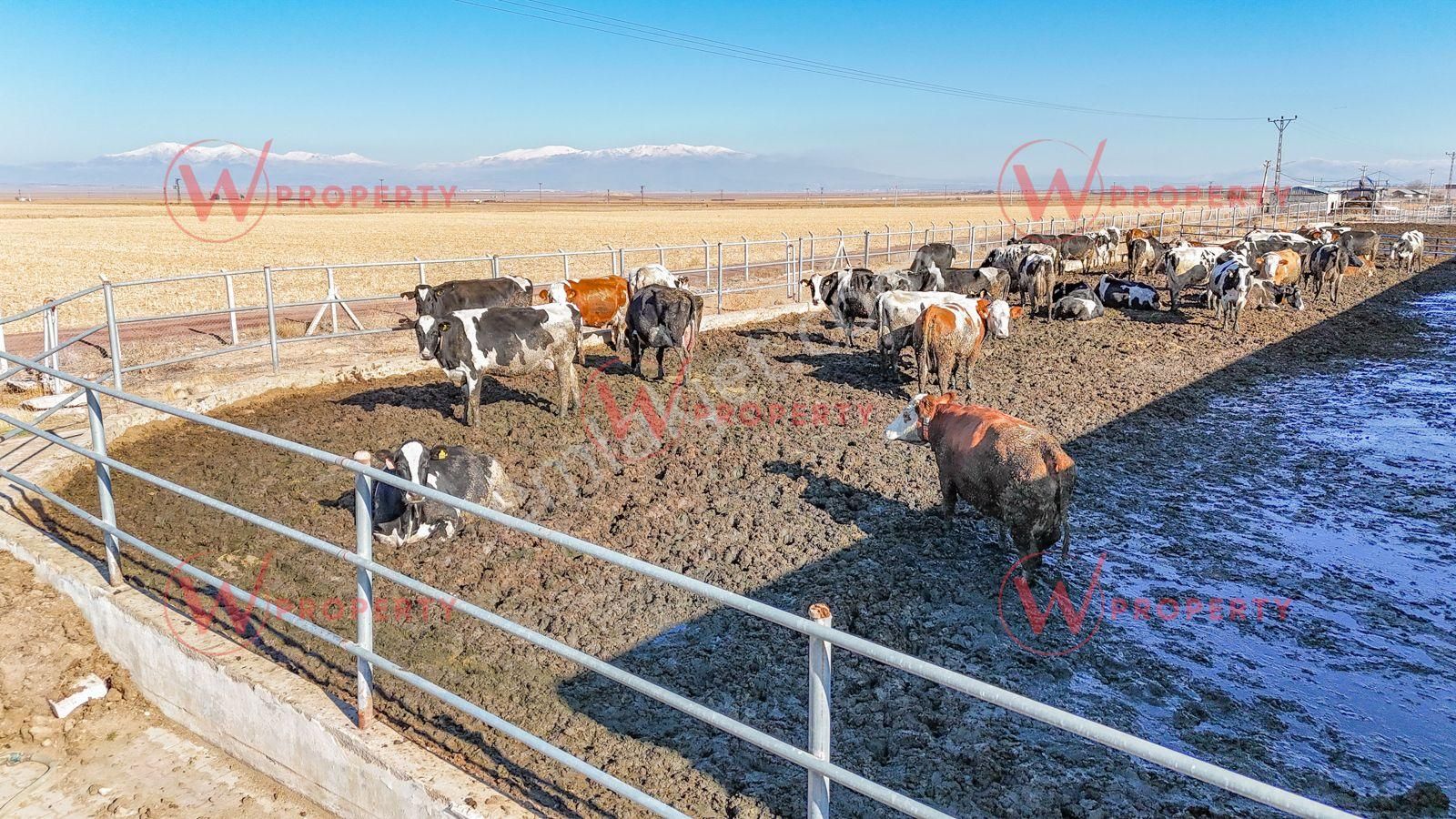 W Property Konya'da 935 Dönüm Arazi 21 Dönüm Besi Süt Çiftliği - Görsel 17