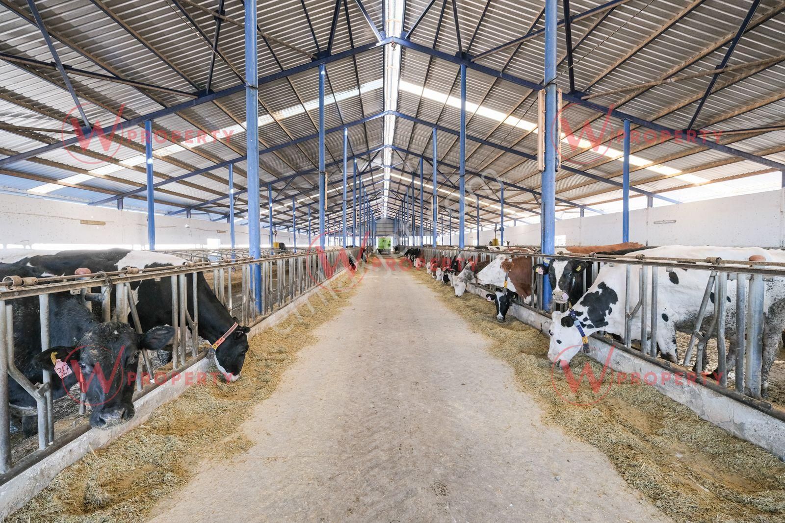 W Property Konya'da 935 Dönüm Arazi 21 Dönüm Besi Süt Çiftliği - Görsel 9