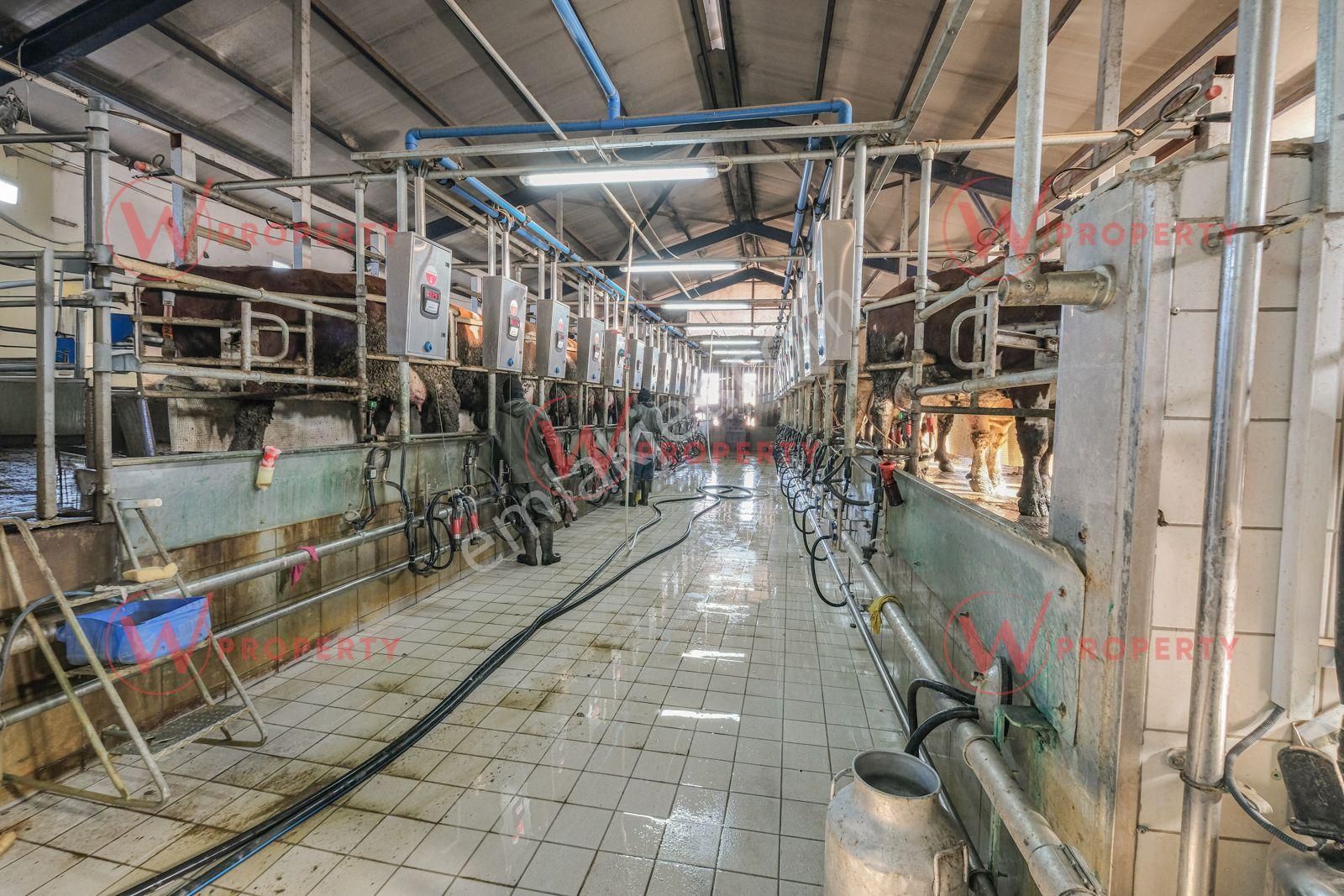 W Property Konya'da 935 Dönüm Arazi 21 Dönüm Besi Süt Çiftliği - Görsel 13