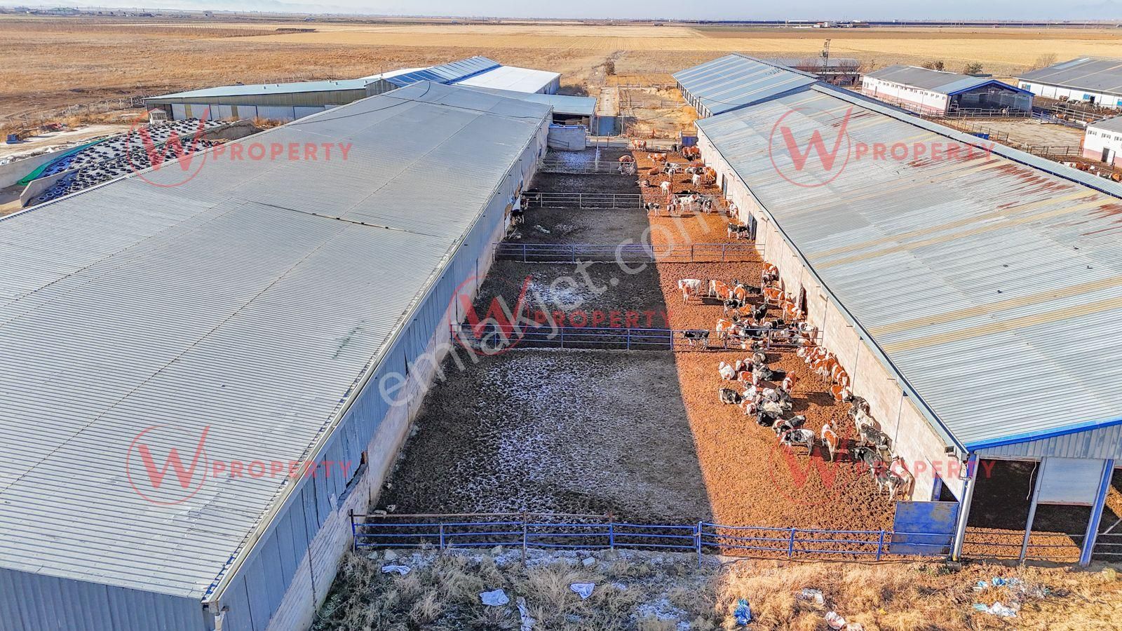 W Property Konya'da 935 Dönüm Arazi 21 Dönüm Besi Süt Çiftliği - Görsel 5