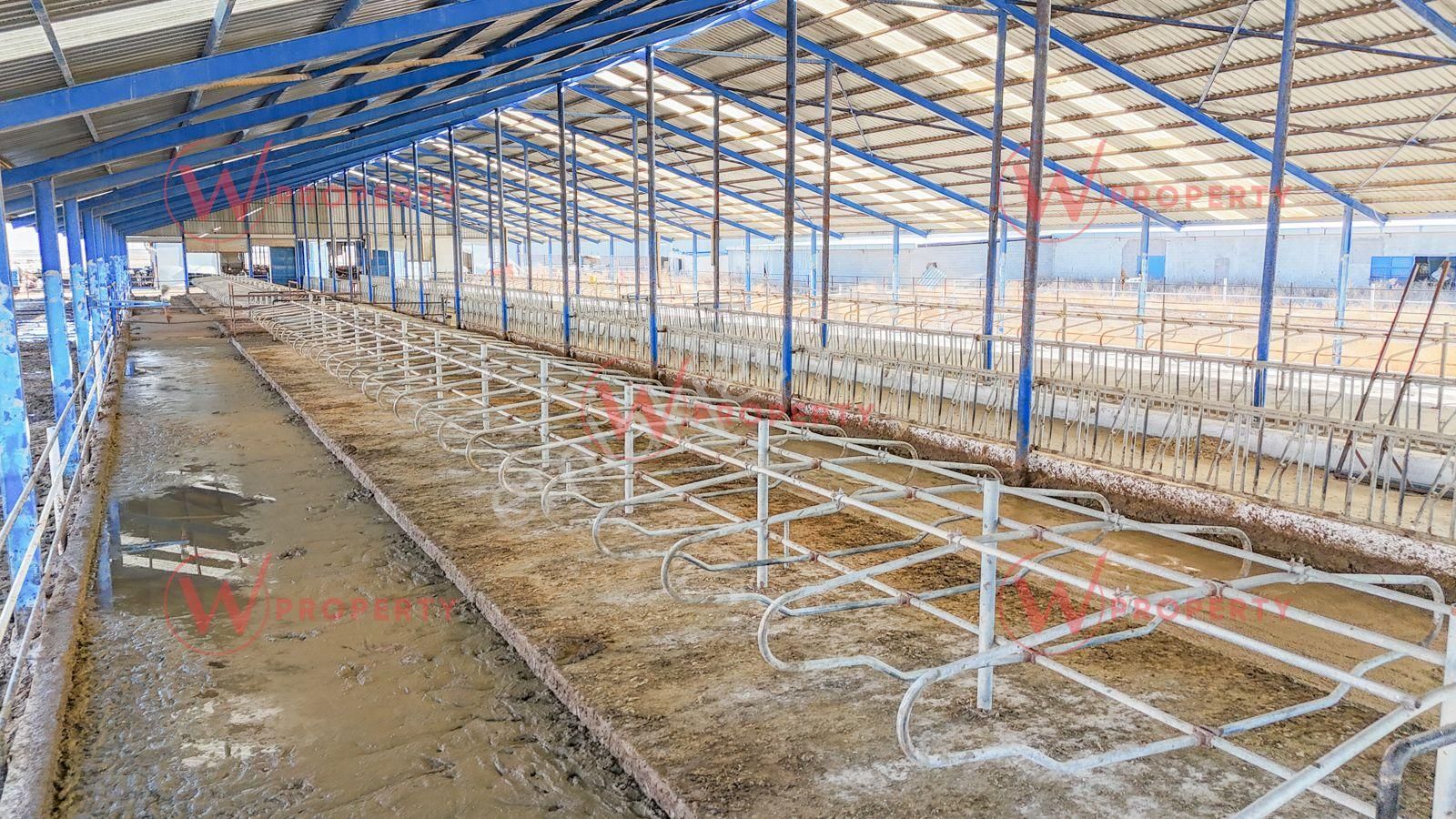 W Property Konya'da 935 Dönüm Arazi 21 Dönüm Besi Süt Çiftliği - Görsel 15