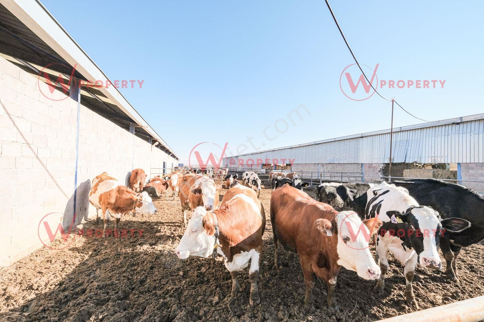 W Property Konya'da 935 Dönüm Arazi 21 Dönüm Besi Süt Çiftliği