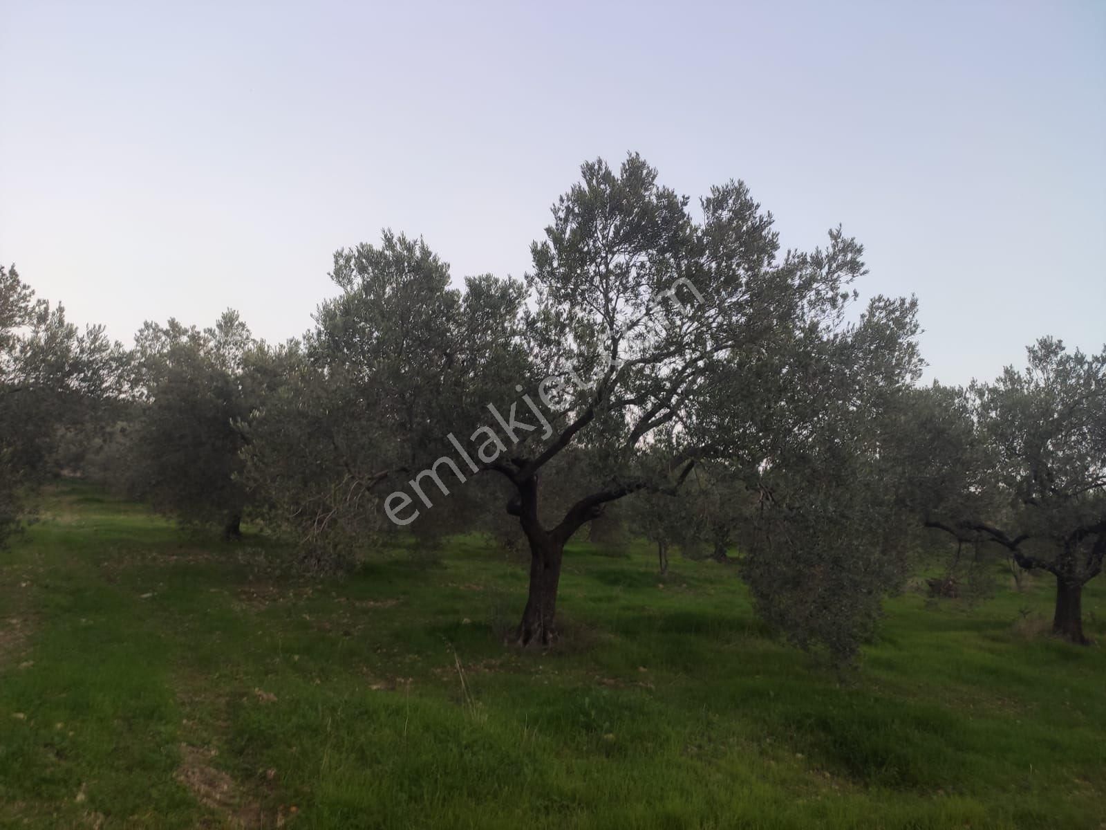 Sahibinden Satılık Zeytinlik - Görsel 5